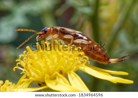 A macro of the European earwig covered in pollen on a flower.