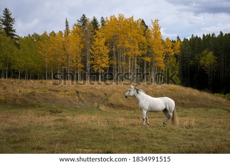 Horses peacefully grazing in the filed with Autumn foliage showing the changing season. Survival concept.
