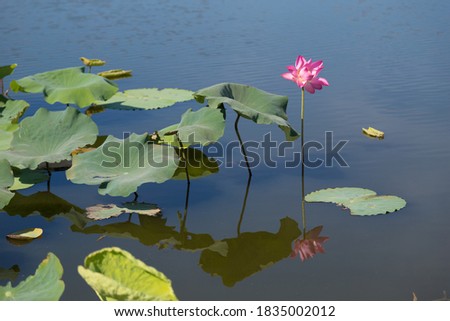 Beautiful lotus flower in the pond. The flower of the Buddha.