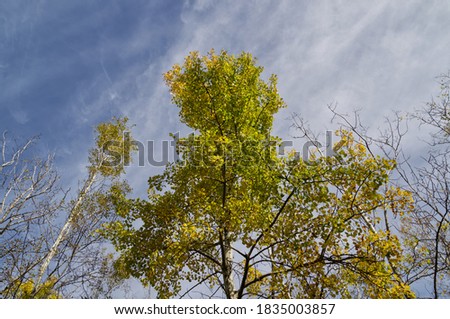 Autumn Trees at Elk Island