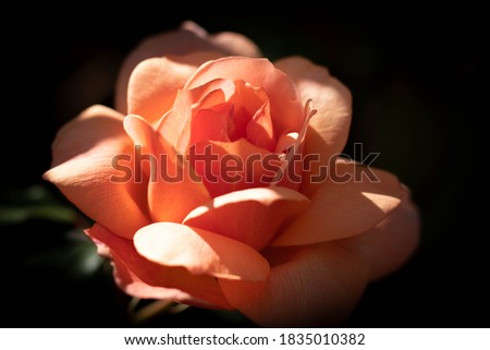 Peach rose with spring sunlight reflecting on its petals