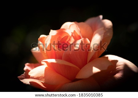 Peach rose with spring sunlight reflecting on its petals