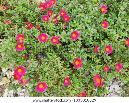 Portulaca grandiflora known as rose moss. Red Moss Rose flower isolated in home garden. Perfect For Flowers Background