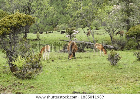 Horses grazing in the jungle at Pudacuo National Park, Yunnan