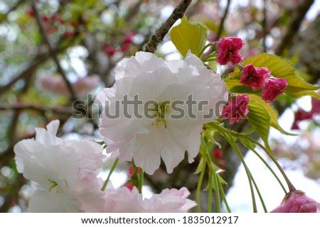 Close up pink cherry blossom of Japan in the seasonal blooming, Japan Tourism concept
