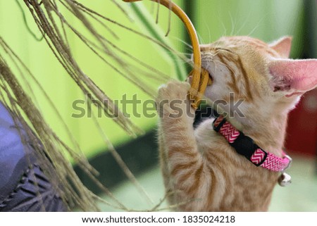 cute little yellow cat playing with branches