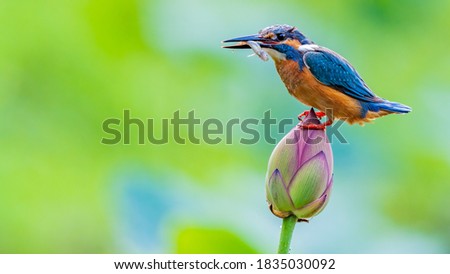 The picture of this bird is a kingfisher.