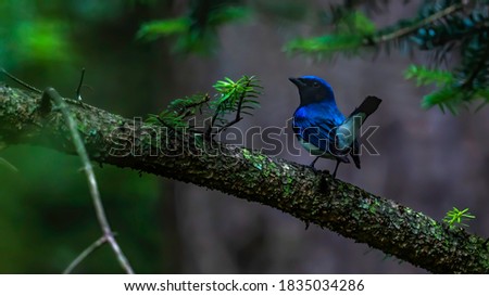 The picture of this bird is a blue and white fly catcher.