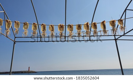Set of Picture Natural Drying Squids in Clear Sunny Autumn in East Coast Korea 
