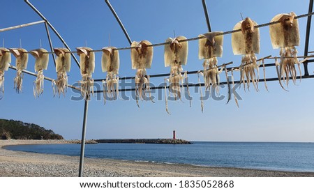 Set of Picture Natural Drying Squids in Clear Sunny Autumn in East Coast Korea 