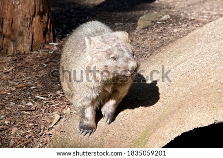 the common wombat lives in burrows underground he has sharp claws for digging