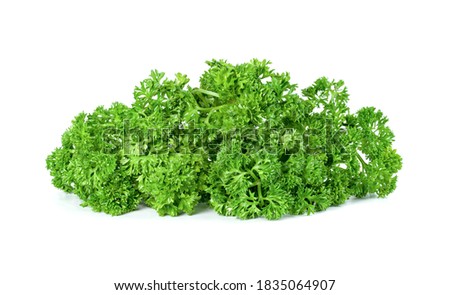 Parsley leaf or Petroselinum crispum leaves isolated on white background ,Green leaves pattern    Royalty-Free Stock Photo #1835064907
