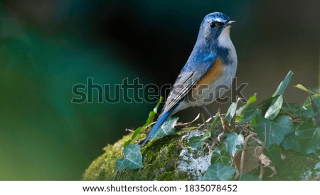 
The picture of this bird is a red-flankd　blue　tail.