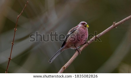 
The picture of this bird is a Long taild rose finch.