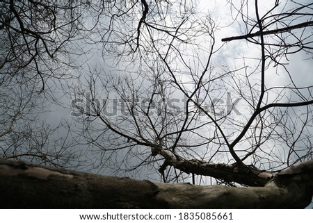 Mysterious tree with silhouette  picture 