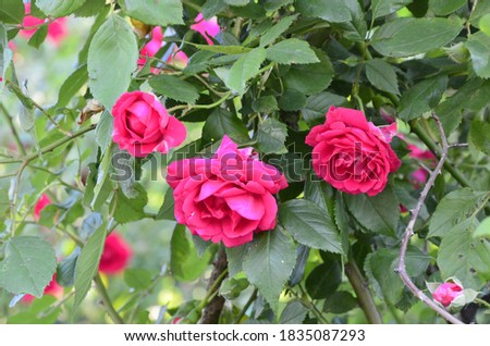 Flowering red roses in the garden.rose in the park