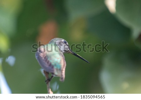 A humming bird resting on a branch