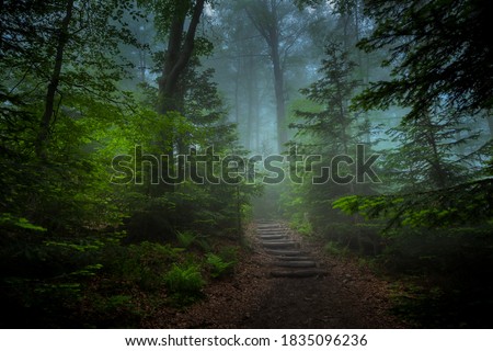 Forest path on a foggy autumn morning. Trip to the Turbacz mountain. Poland