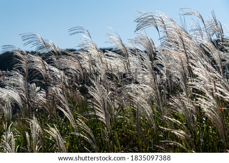 Blue sky and silver grass scenery. Landscape of Japan

