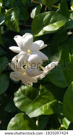White jasmine blooms in the morning