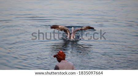 A pelican bird floats in the lake's water, attracting fisherman to the fish in India