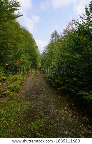
Mountain road in autumn forest