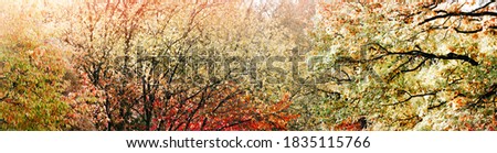 Autumn sakura tree with red leaves banner.