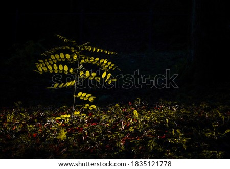 Acacia tree with yellow leaves on black background. Mysterious paysage. Minimalist style.