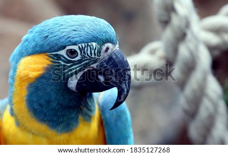 Head of a blue and yellow parrot.