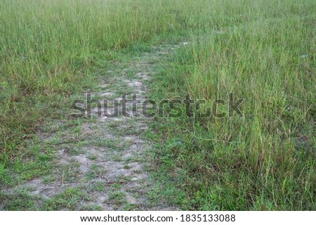 natural small walkway through green glass field