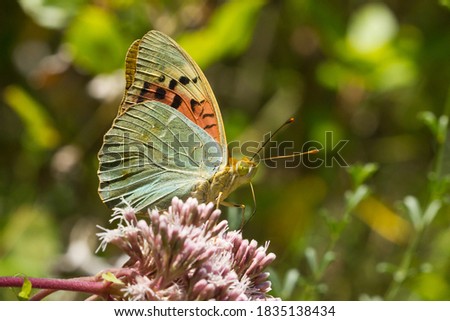 Argynnis pandora, Cardinal, butterfly on the flower with dark background.