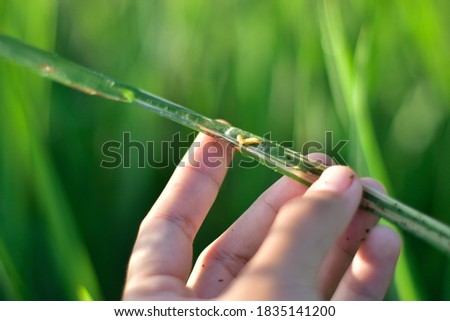 Hand holding rice leaf folder (Cnaphalocrocis medinalis) major insect pest of rice plant. Royalty-Free Stock Photo #1835141200