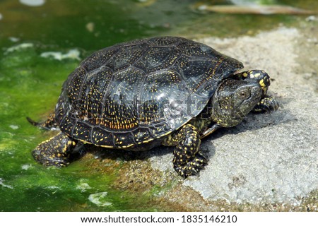 European pond turtle (Emys orbicularis) Royalty-Free Stock Photo #1835146210
