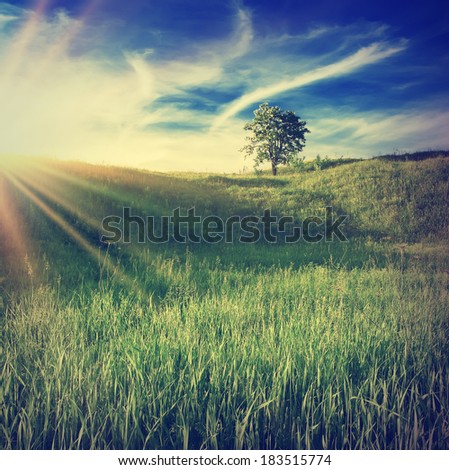 Vintage picture. Summer landscape with lonely tree in green valley