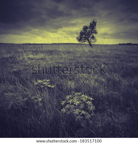 Vintage picture. Dark valley with a lonely tree on a skyline in a stormy weather
