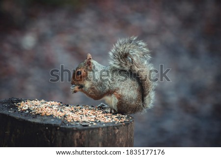 english grey squirrel eating peanuts