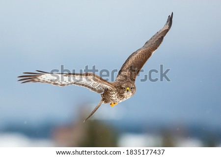 Common buzzard, buteo buteo, flying forward in winter nature. Magnificent brown animal hovering in the air with spread wings. Bird of prey moving closer in the sky.