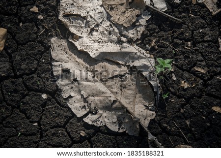 Dried leaves fall on cracked dry soil