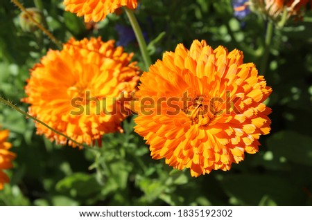bright orange calendula flowers in summer garden