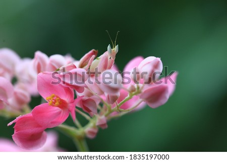 Pink Orchid Mantis (Hymenopus coronatus) ,is a beautiful pink and white mantis with lobes on its egs that look like flower petals. Royalty-Free Stock Photo #1835197000