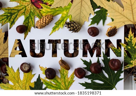 Carved autumn lettering on white background, chestnuts, acorns, pine cones and maple leaves