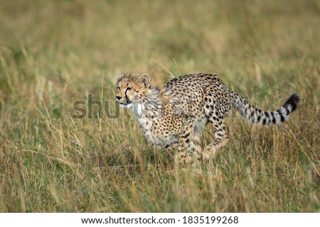 Young cheetah cub running at speed in green plains of Masai Mara in Kenya