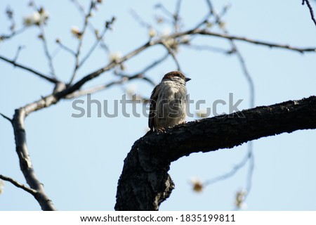 Sparrow Perching on the branch