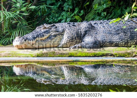 The saltwater crocodile (Crocodylus porosus) is a crocodilian native to saltwater habitats and brackish wetlands from India's east coast across Southeast Asia and the Sundaic region to Australia. Royalty-Free Stock Photo #1835203276