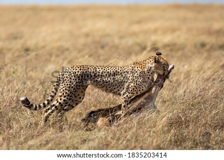 Adult cheetah dragging prey through dry tall grass in Masai Mara in Kenya