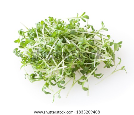 Heap of micro greens garden cress sprouts l isolated on white background Royalty-Free Stock Photo #1835209408