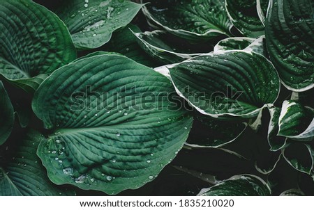 green leaves after rain with water drops
