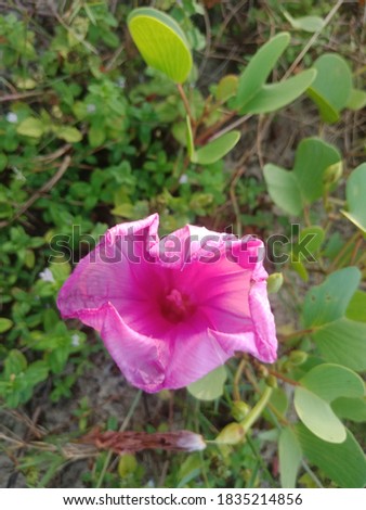 A beautiful picture of a Pink flower in the seashore during Evening. 