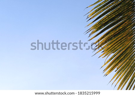 Under coconut tree and blue sky with copy space