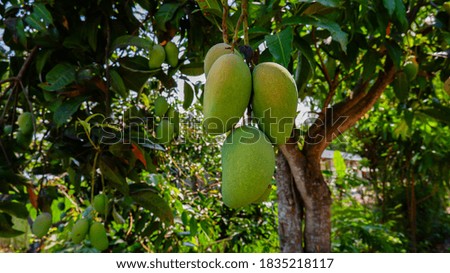 fresh mangoes on the tree are ready to be picked